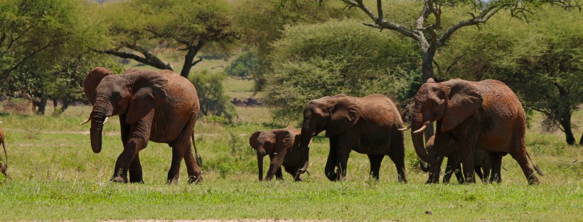 herd of elephants walking