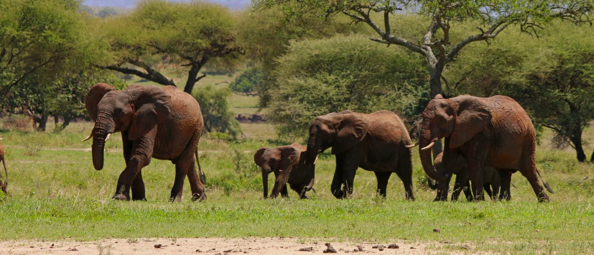 herd of elephants walking
