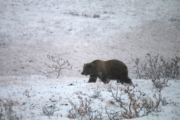 bear in snow